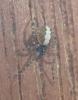 Theridion sp.